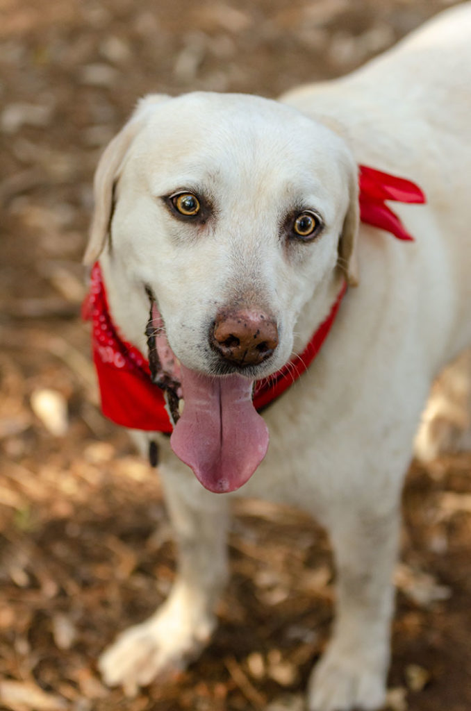 dog bandanas triangle shaped