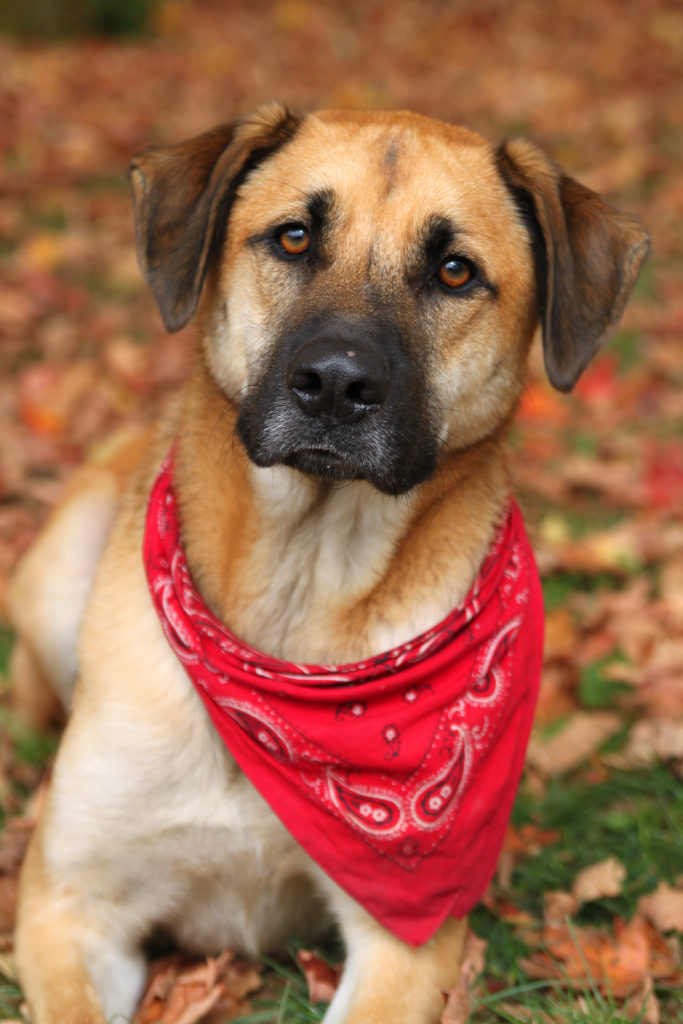 dog bandanas triangle shaped