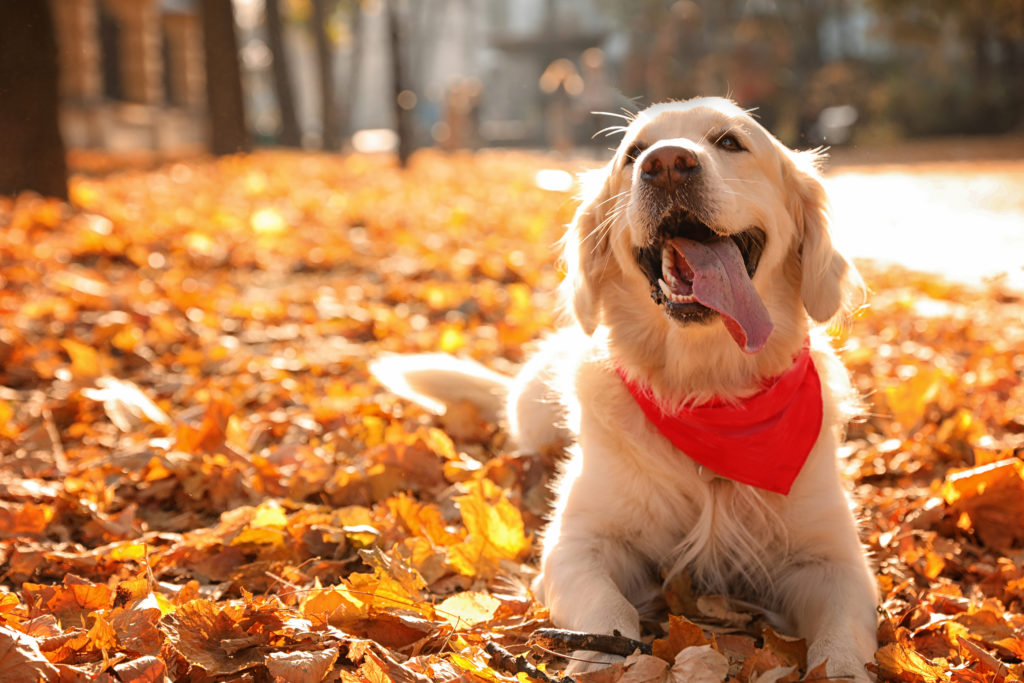 Dog Bandanas Triangle Shaped