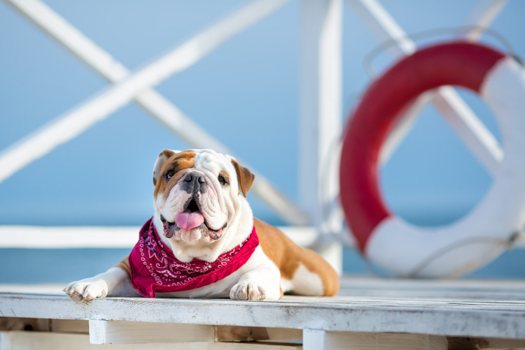 dog bandanas square shaped