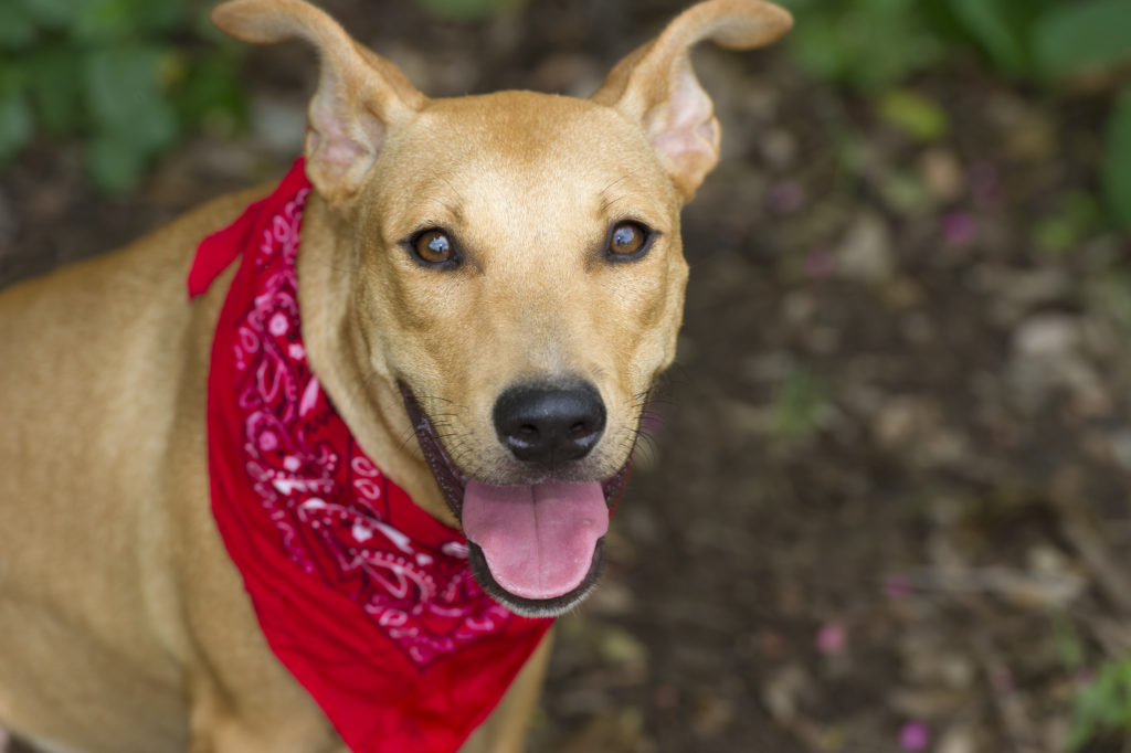 Triangle Dog Bandanas