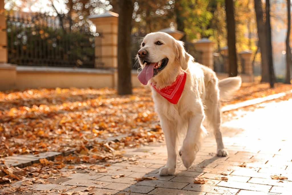 dog bandanas square shaped