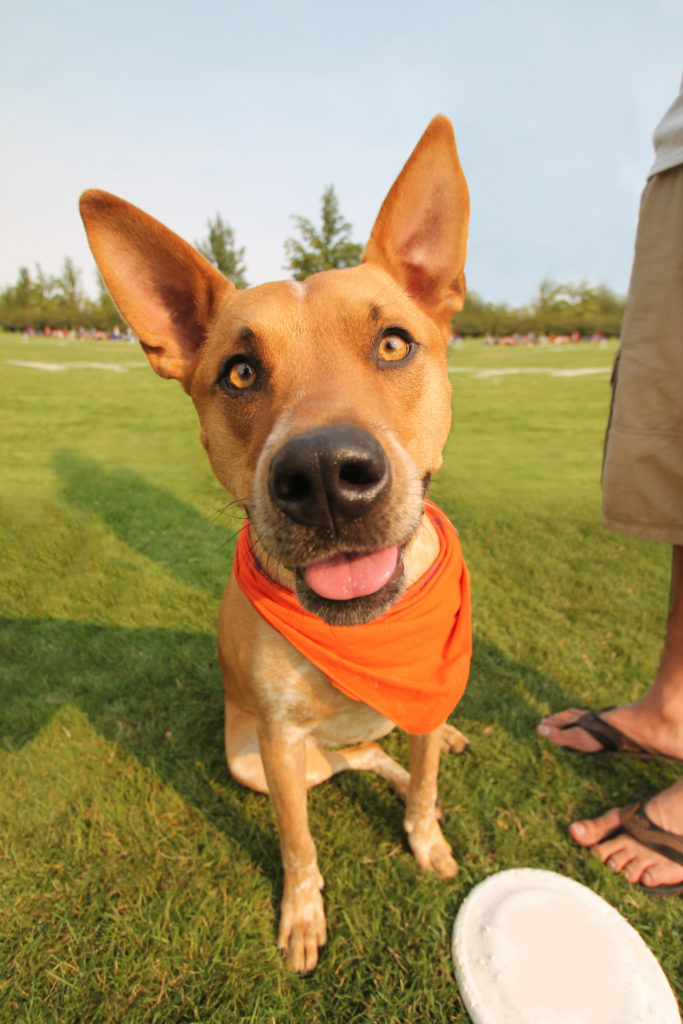 dog bandanas triangle shaped