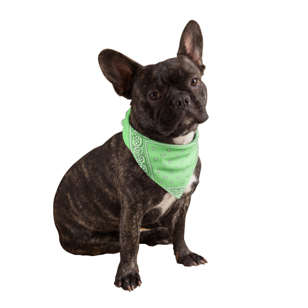 Buddy Bandana in Neon Green