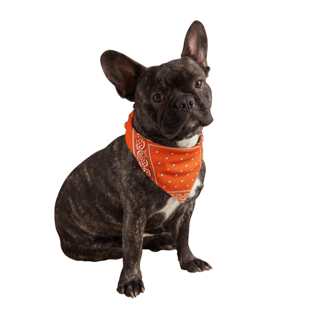 Buddy Bandana in Neon Orange