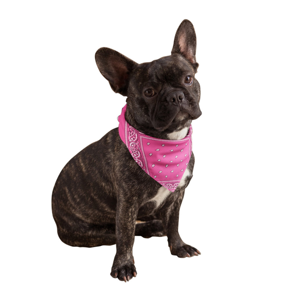 Buddy Bandana in Neon Pink