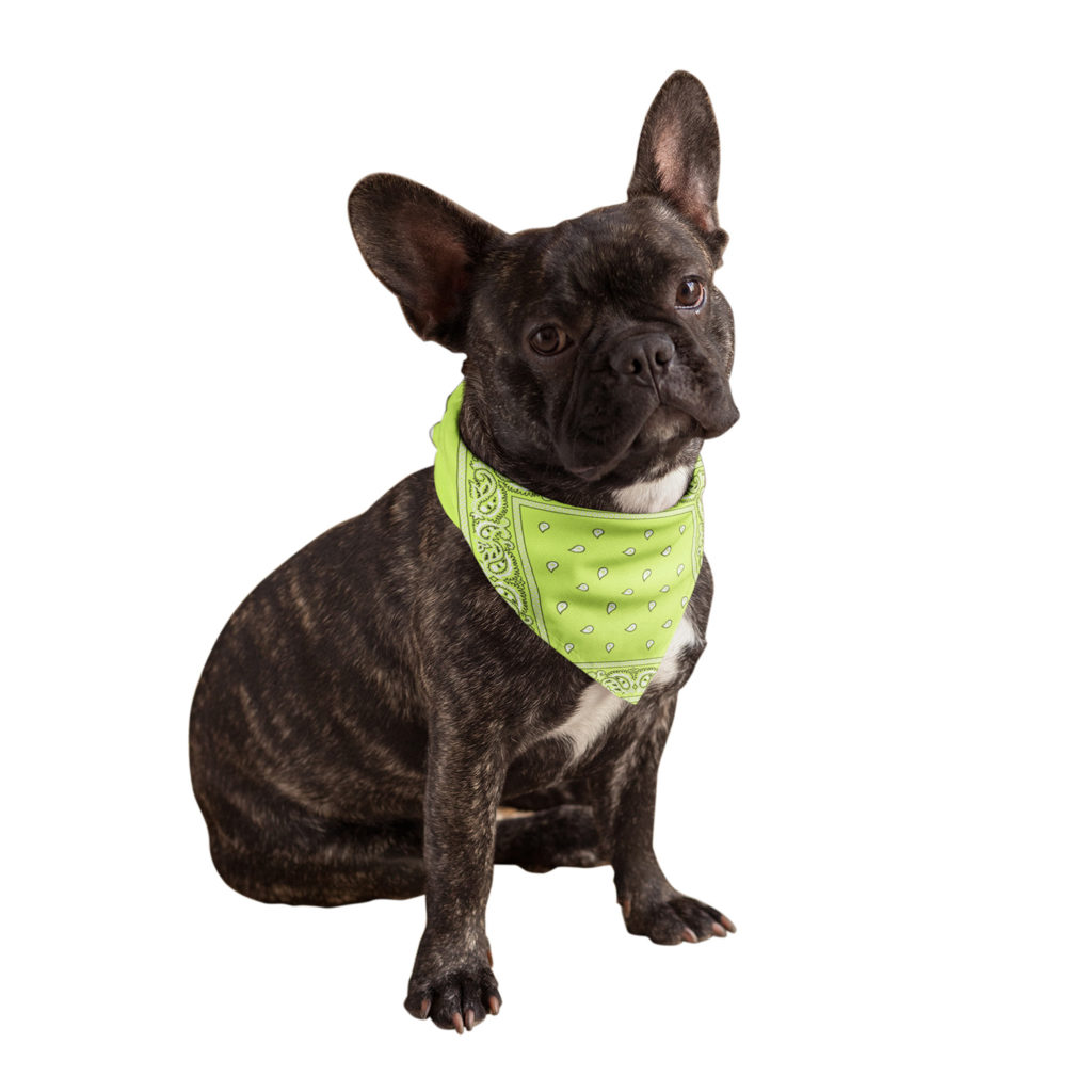 Buddy Bandana in Neon Yellow