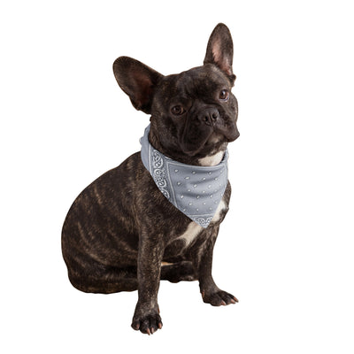 Grey Dog Bandanas