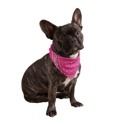 Hot Pink Dog Bandanas