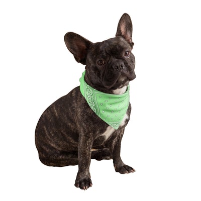 Neon Green Dog Bandanas