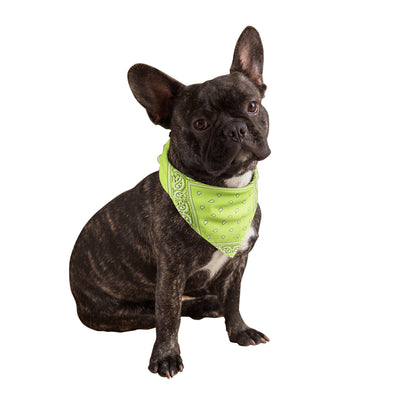 Neon Yellow Dog Bandanas