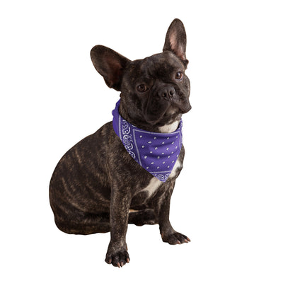 Purple Dog Bandanas