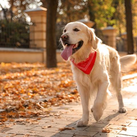 Luxury Inspired Chewy V Dog Bandana-Red