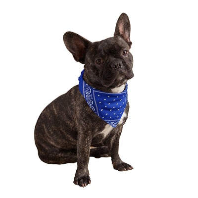 Royal Blue Dog Bandanas