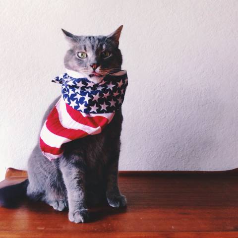 American Flag Cat Bandana